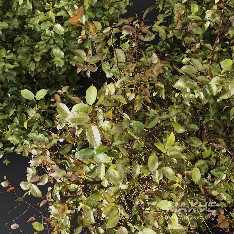 8 different autumn plants - Image 2