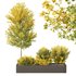 HQ Tree and bush garden box outdoor VOL 42 - Thumbnail 3
