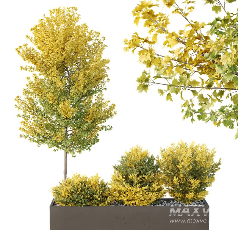 HQ Tree and bush garden box outdoor VOL 42 - Image 3