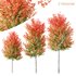 HQ Plants Acer X freemanii Freeman Maple Sapindaceae Tree - Thumbnail 2