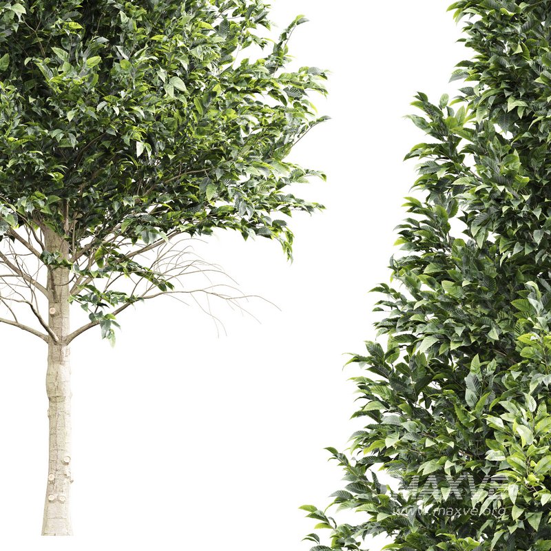 Carpinus Betulus 02 - Image 1