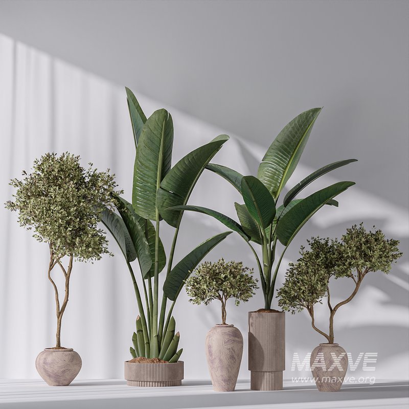 Bird Of Paradise Bird and Olive Tree Indoor Vase 11 - Image 3