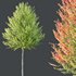 HQ Plants Acer X freemanii Freeman Maple Sapindaceae Set03 - Thumbnail 2
