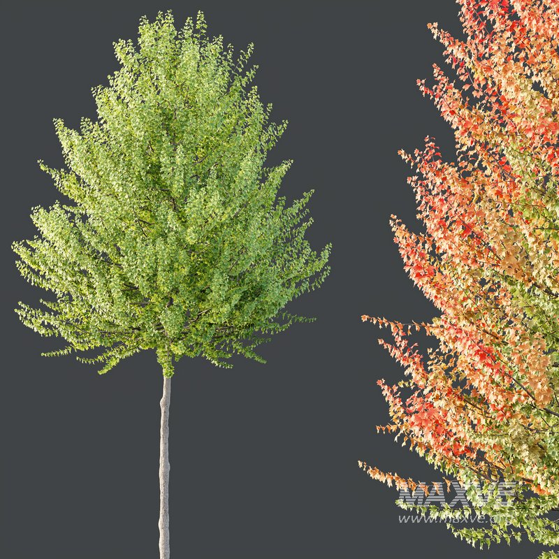 HQ Plants Acer X freemanii Freeman Maple Sapindaceae Set03 - Image 2