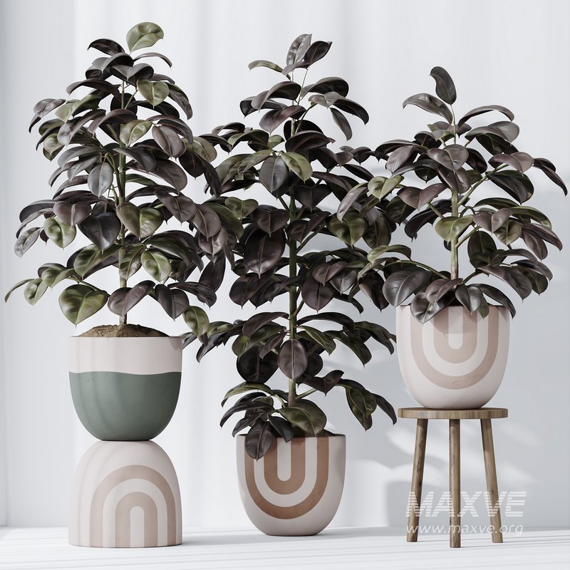 HQ HousePlants Rubber Ficus Elastica Abidjan Melany Set06 - Image 3