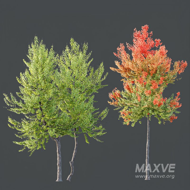 HQ Plants Acer X freemanii Freeman Maple Sapindaceae Set04 - Image 2
