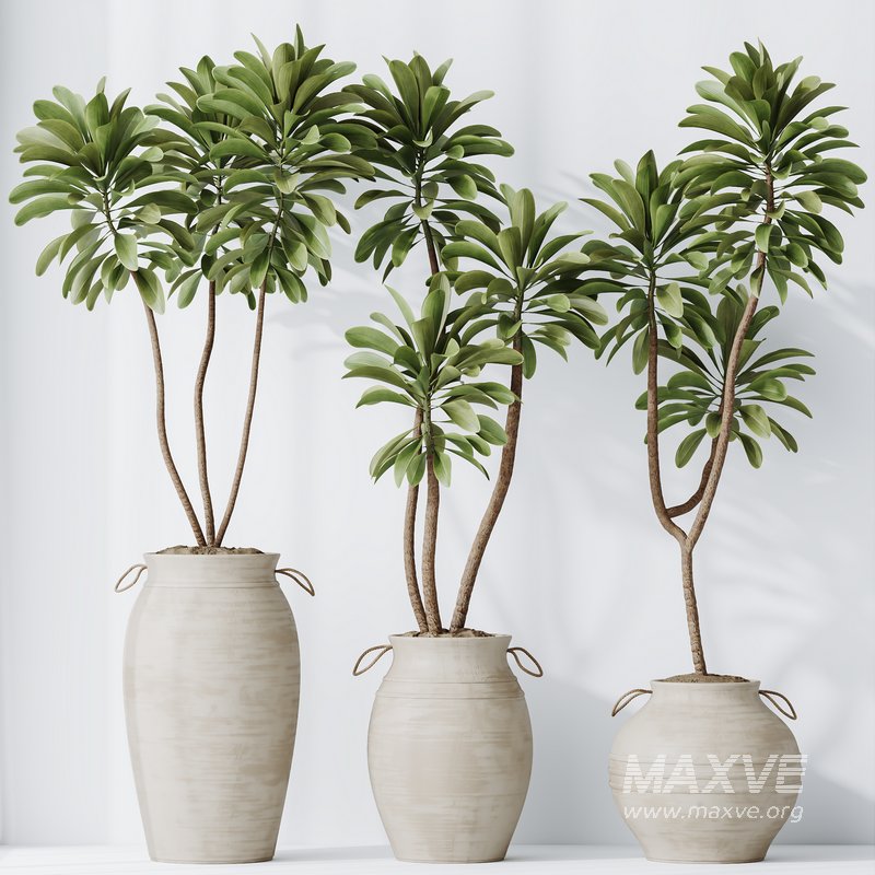 HQ HousePlants Euphorbia Drupifera Sunshine Agaveville Set03 - Image 3