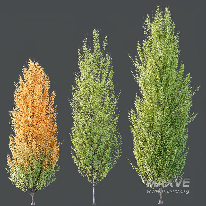 Plants Acer X freemanii Freeman Maple Sapindaceae Set05 - Image 2