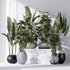 ParadiseBird and Rhapis Excelsa Lady Palm Vase 16 - Thumbnail 3