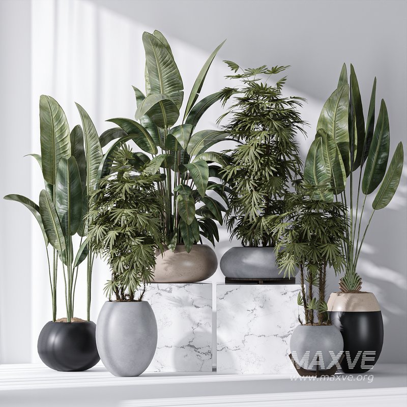 ParadiseBird and Rhapis Excelsa Lady Palm Vase 16 - Image 3