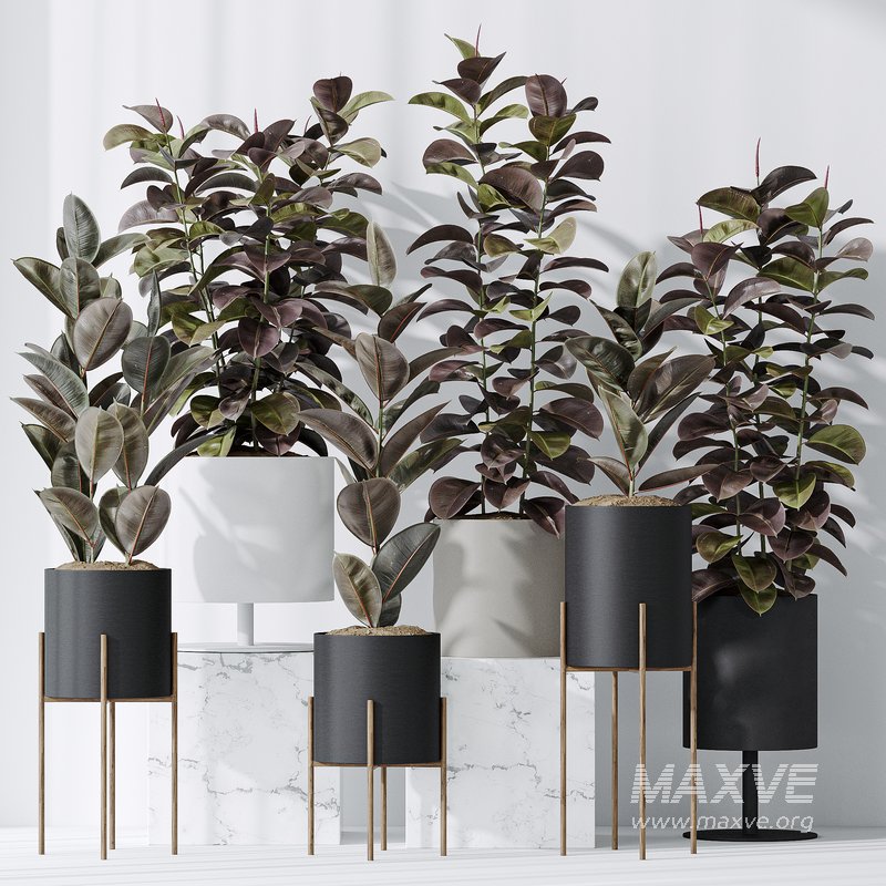 Rubber Ficus Elastica Abidjan Melany Vase 19 - Image 1