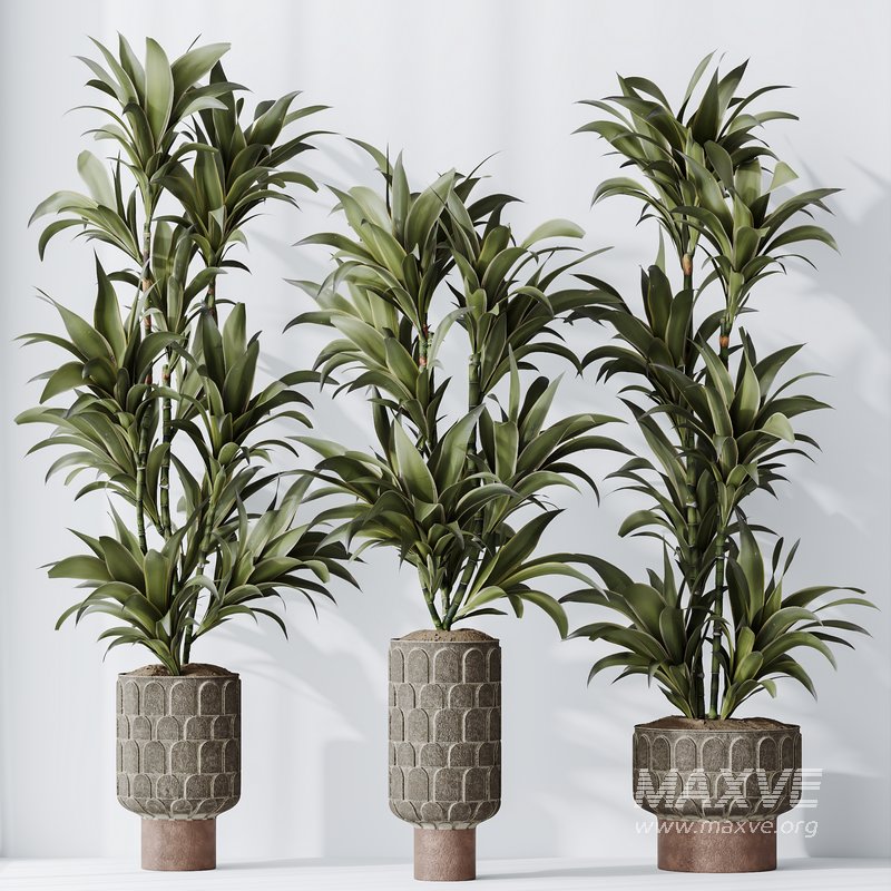 HQ HousePlants Dracaena Warneckii Lemon Lime Cane Dragon Set05 - Image 3