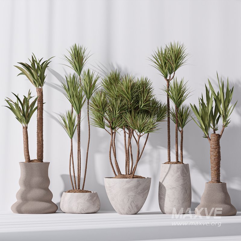 Yucca Elephantipes Gigantea Vase 09 - Image 3