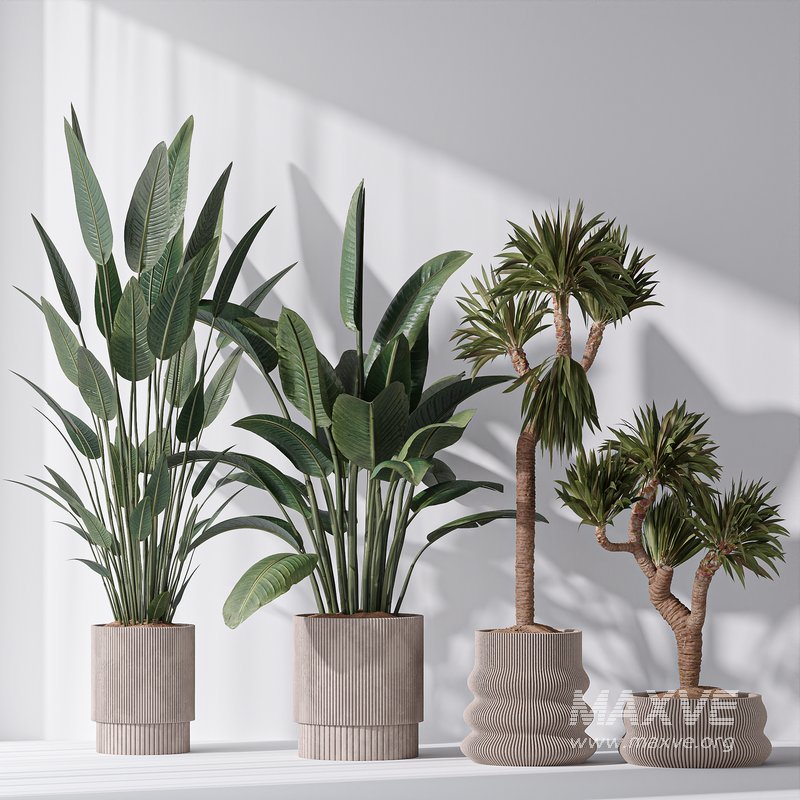 ParadiseBird and Elephantipes Gigantea Vase 08 - Image 4