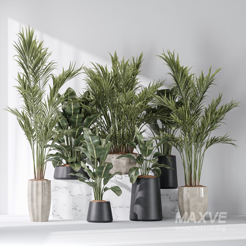 ParadiseBird and Areca Majesty Vase 14 - Image 2