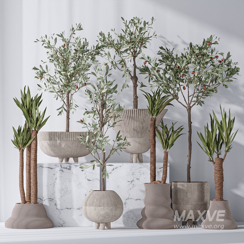 Mission Olive Tree Indoor and Yucca Elephantipes Gigantea Vase 17 - Image 3