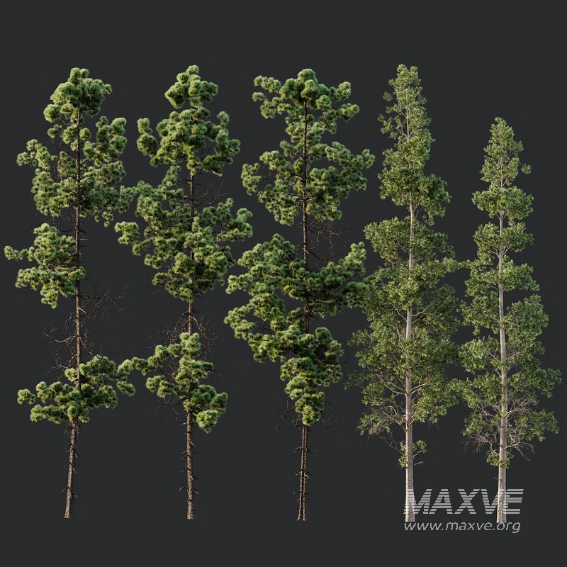 Pinus Palustris and Sphaeropteris Lepifera - Image 2