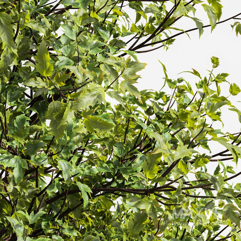 Acer Buergerianum and Saccharinum Spring - Image 1