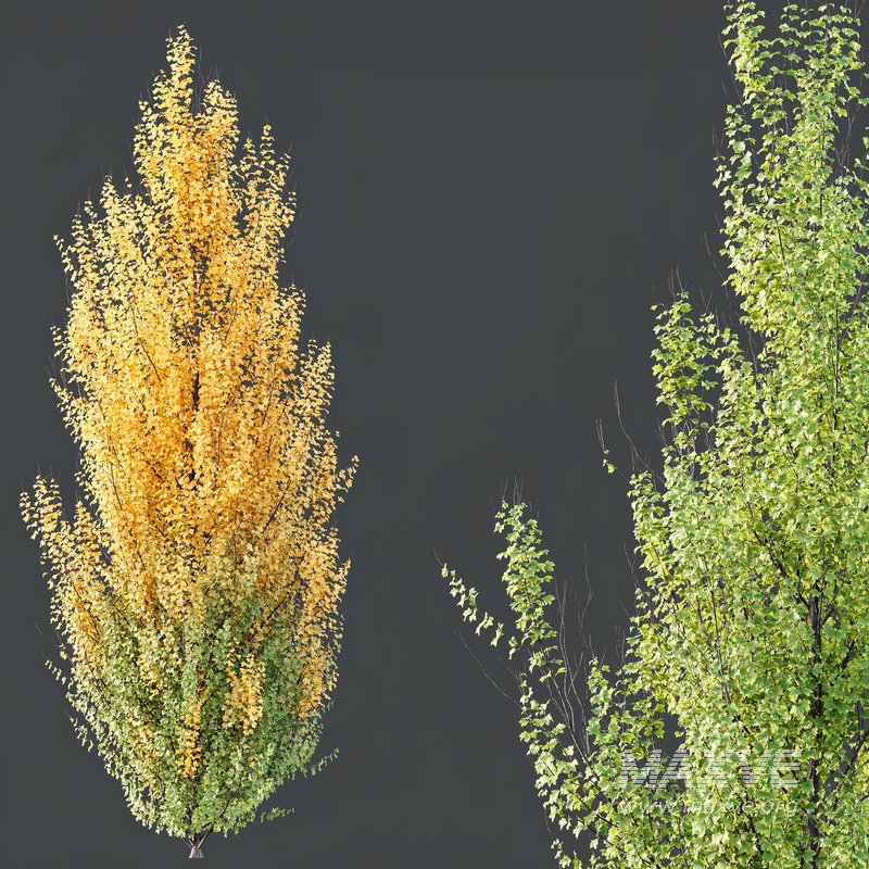 HQ Plants Acer X freemanii Freeman Maple Sapindaceae Set06 - Image 2