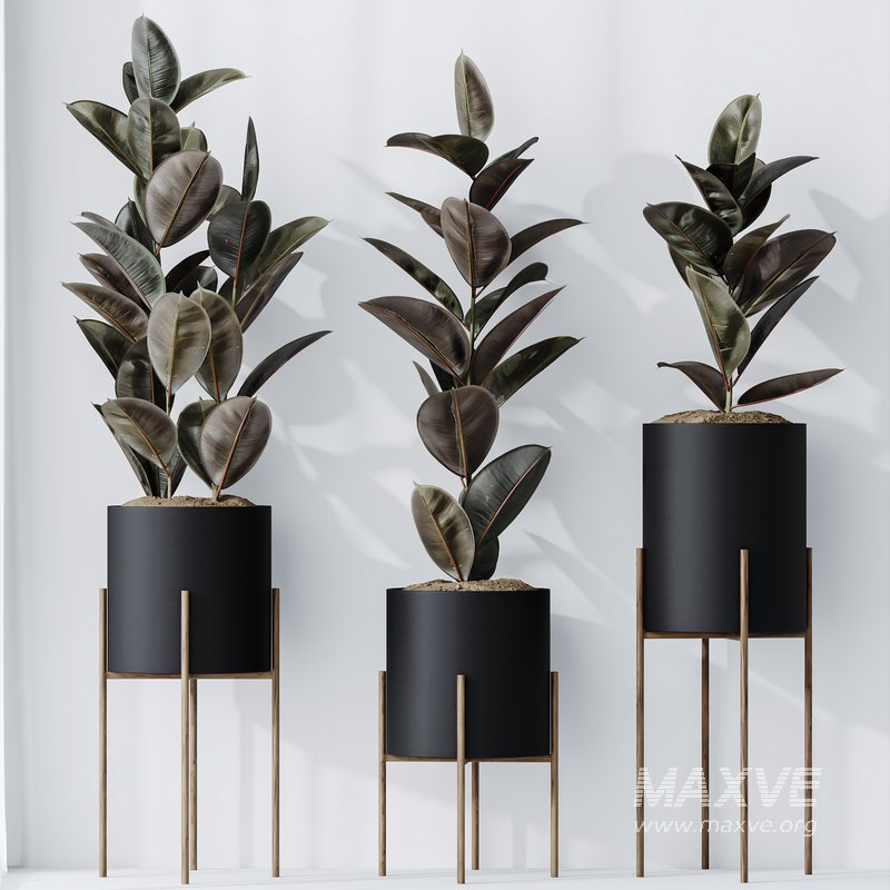 HQ HousePlants Rubber Ficus Elastica Abidjan Melany Set08 - Image 3