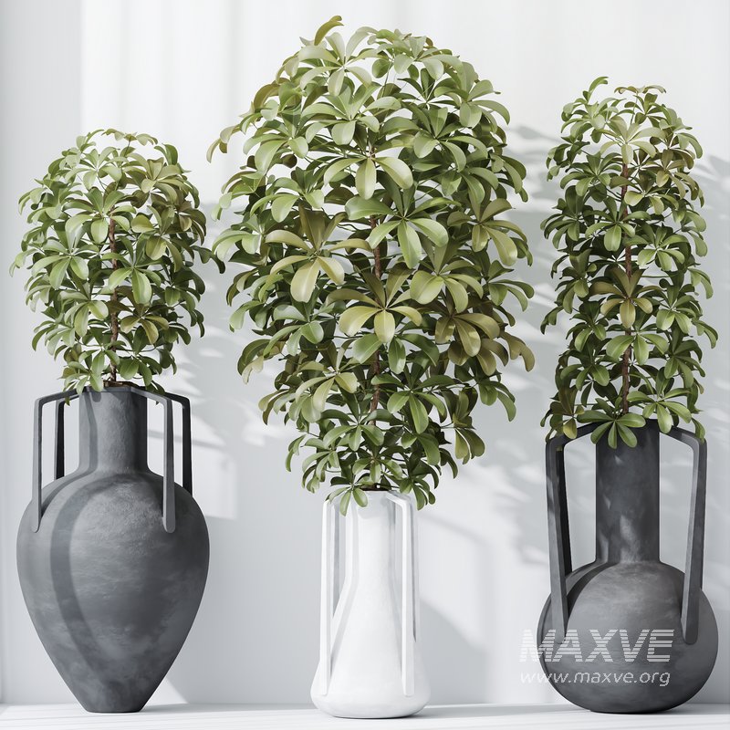 HQ HousePlants Schefflera Arboricola Umbrella Set04 - Image 3