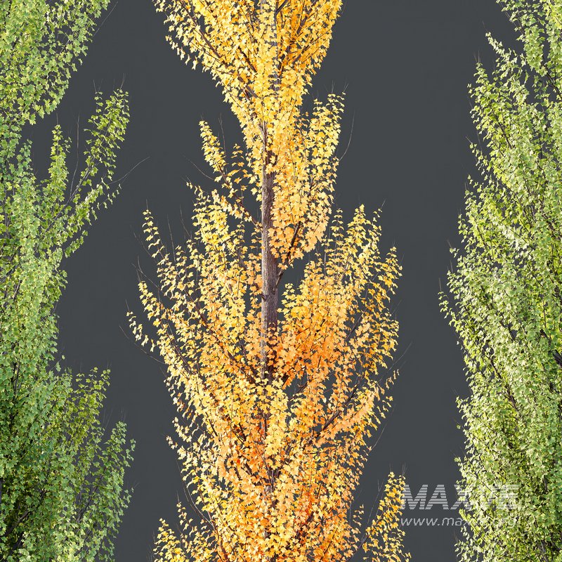 Plants Acer X freemanii Freeman Maple Sapindaceae Armstrong Set04 - Image 3