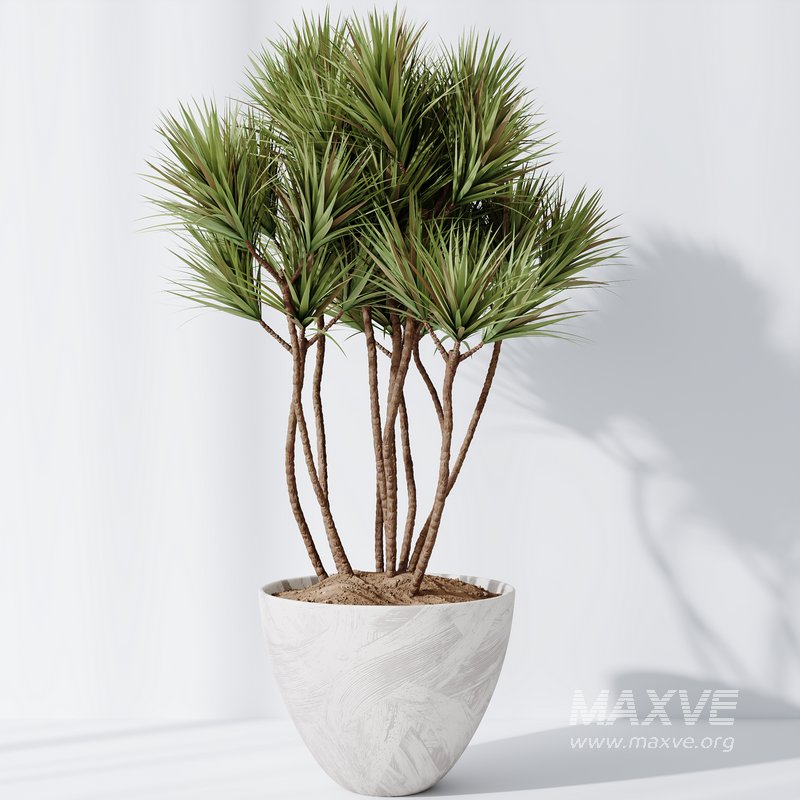 Yucca Elephantipes Gigantea Vase 09 - Image 2