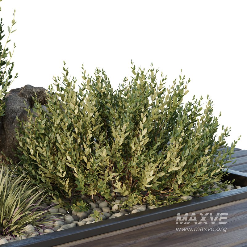 HQ Tree and bush garden box outdoor VOL 43 - Image 3
