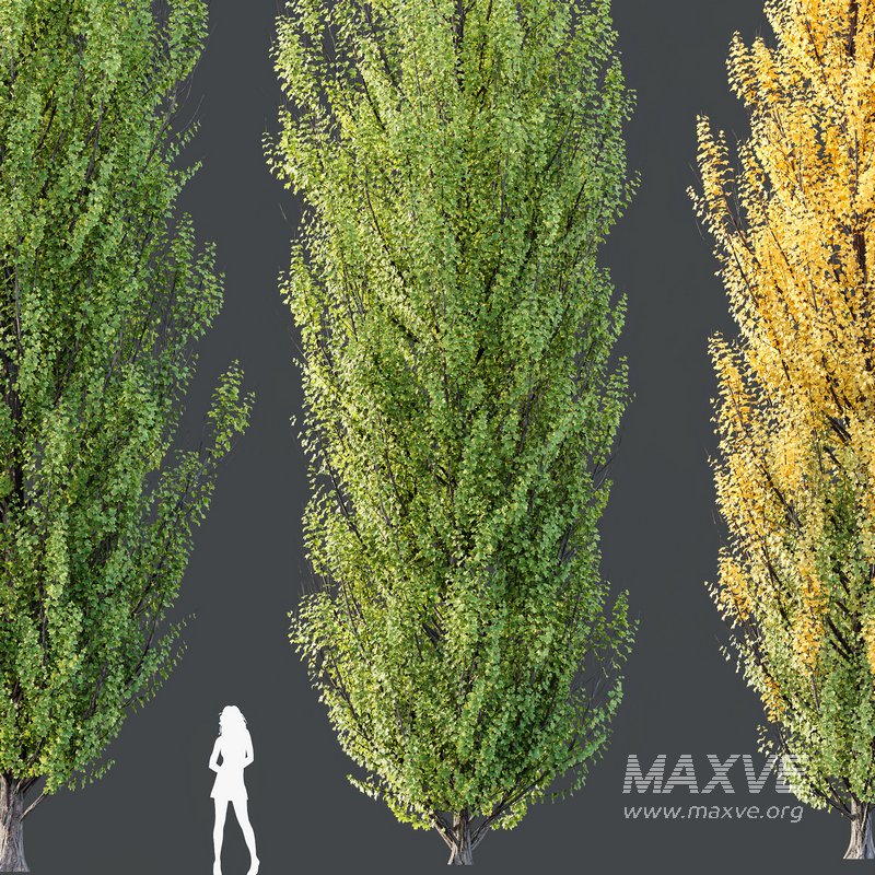 HQ Plants Acer X freemanii Freeman Maple Sapindaceae Armstrong - Image 3