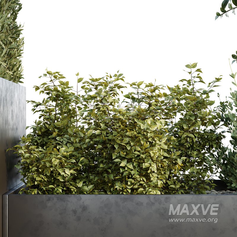 HQ Tree and bush garden box outdoor VOL 34 - Image 3