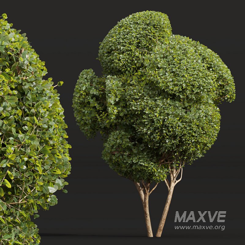 Ficus Concinna Bonsai Pruned 7 - Image 4