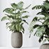 HQ HousePlants Giant Monstera Deliciosa Swiss Cheese - Thumbnail 3