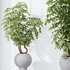 HQ HousePlants Schefflera Arboricola Umbrella Set05 - Thumbnail 1