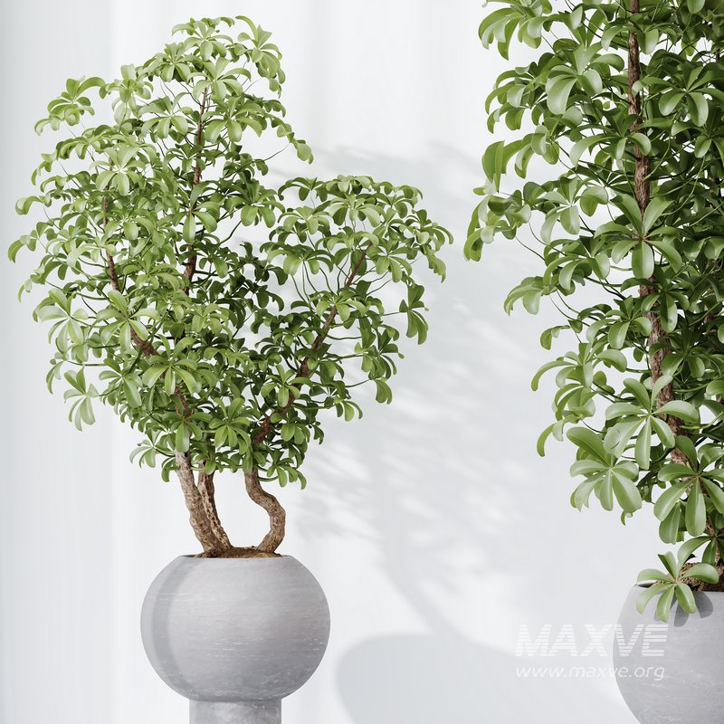 HQ HousePlants Schefflera Arboricola Umbrella Set05 - Image 1