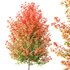 HQ Plants Acer X freemanii Freeman Maple Sapindaceae Tree - Thumbnail 3