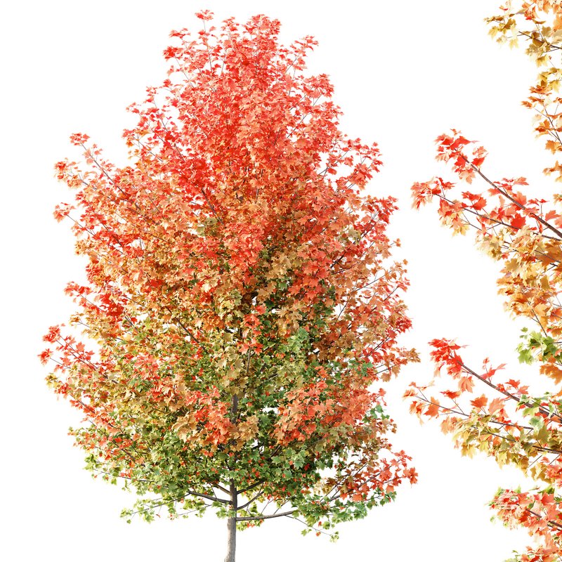 HQ Plants Acer X freemanii Freeman Maple Sapindaceae Tree - Image 3