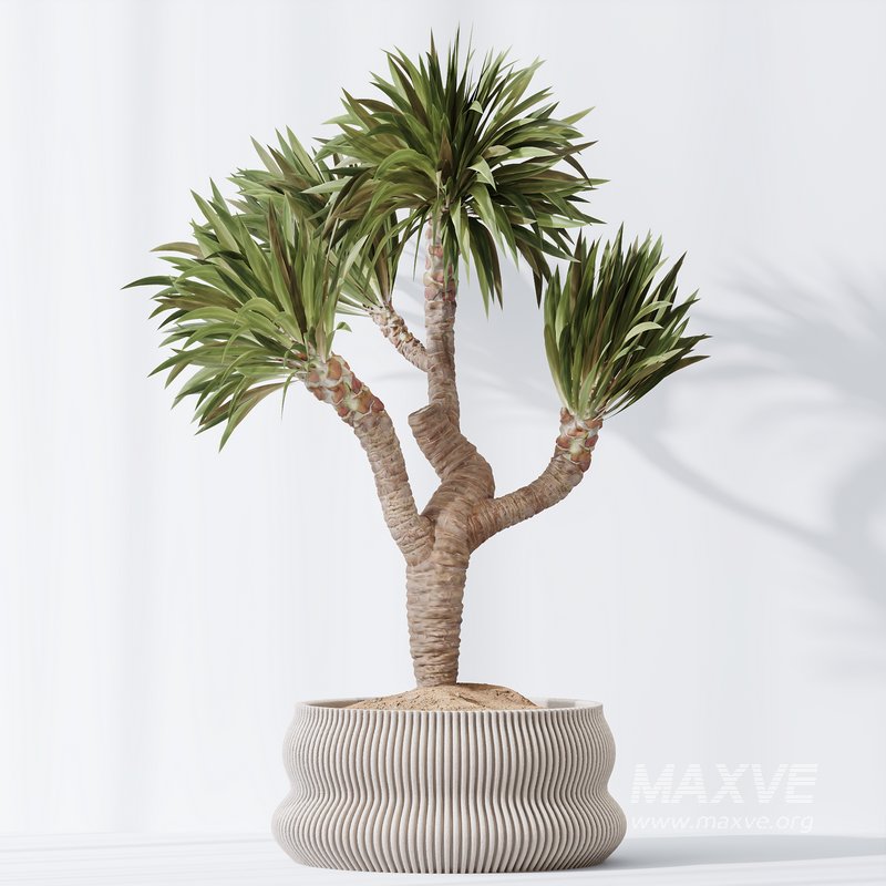 ParadiseBird and Elephantipes Gigantea Vase 08 - Image 2