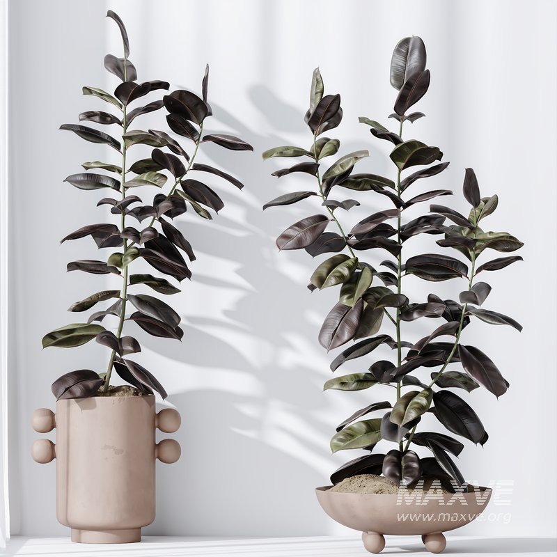 HQ HousePlants Rubber Ficus Elastica Abidjan Melany Set04 - Image 2