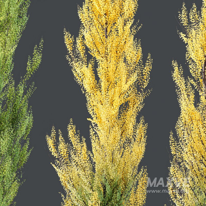 HQ Plants Acer X freemanii Freeman Maple Sapindaceae Armstrong Set02 - Image 3