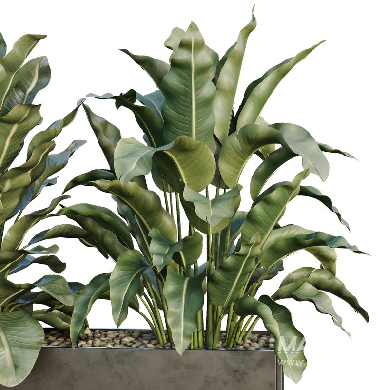 HQ Tree and bush garden box outdoor VOL 38 - Image 3