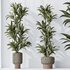 HQ HousePlants Dracaena Warneckii Lemon Lime Cane Dragon Set05 - Thumbnail 2