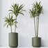 HousePlants Dracaena Warneckii Lemon Lime Cane Dragon Set02 - Thumbnail 3