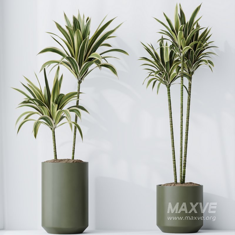 HousePlants Dracaena Warneckii Lemon Lime Cane Dragon Set02 - Image 3
