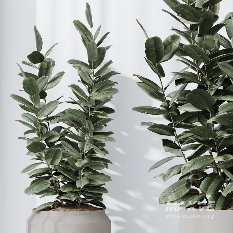 HousePlants Rubber Ficus Elastica Abidjan Melany Set02 - Image 3