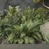 HQ Plants Indoor Set Box Glass03 - Thumbnail 4