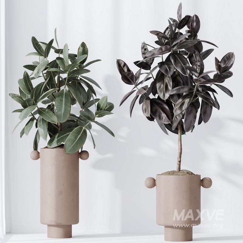 HQ HousePlants Rubber Ficus Elastica Abidjan Melany Set05 - Image 2