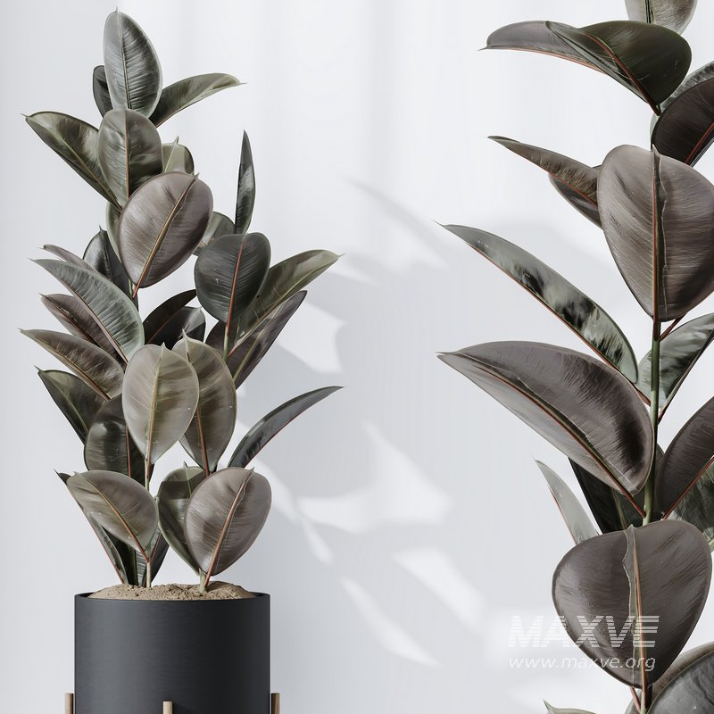 Rubber Ficus Elastica Abidjan Melany Vase 19 - Image 2