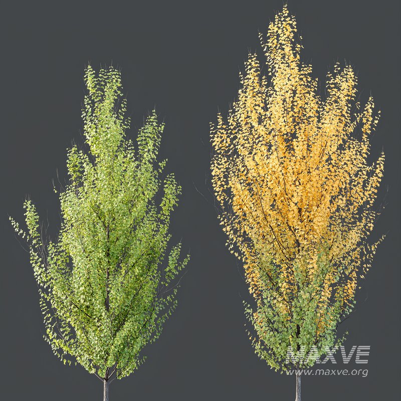 HQ Plants Acer X freemanii Freeman Maple Sapindaceae Set06 - Image 3