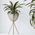 HQ HousePlants Dracaena Warneckii Lemon Lime Cane Dragon - Thumbnail 2