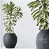 HQ HousePlants Euphorbia Drupifera Sunshine Agaveville Set01 - Thumbnail 2
